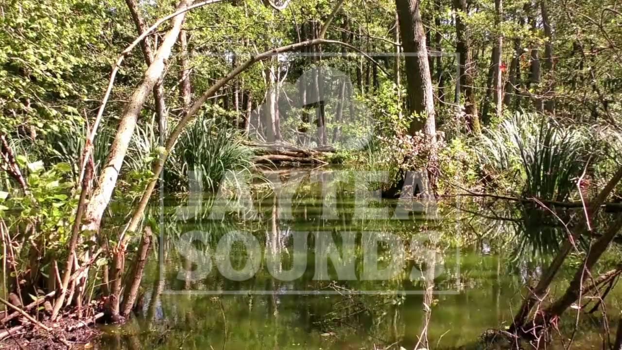 1 Hour Australian Bush: Relaxing soothing bush sounds. Beautiful Ambient Sleep Meditation sounds