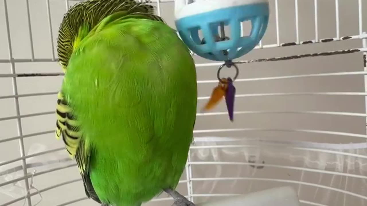parot beautiful