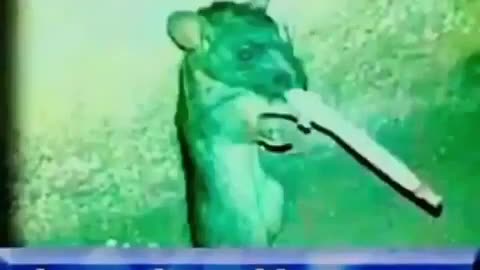 Rat Meme feel free to take