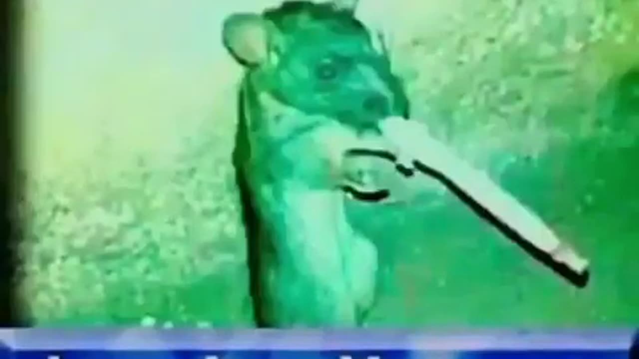 Rat Meme feel free to take