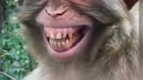 Monkey Mimic Nana Patekar laugh