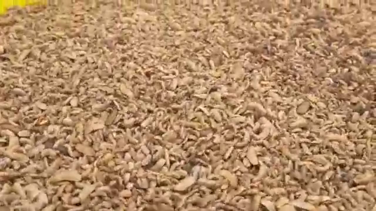 Larvas alimento gratis pra galinhas peixes