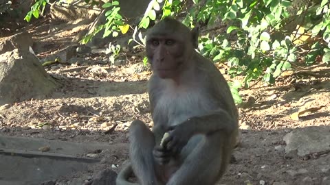 Monkeys Receiving and Eating Foods From Human