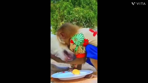 Animals funny videos monkey 🐒🐵🐒