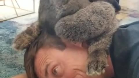 Huge Rabbit Climbs on Owner's Head and Kisses him Adorably