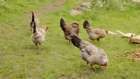 Torpet Norge S02E12