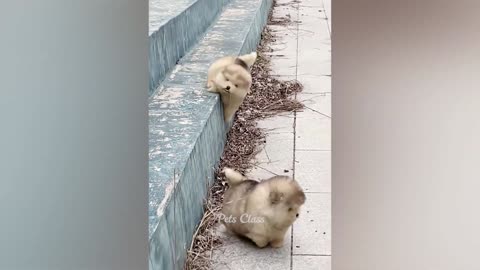 Funniest Animals 2023 😂 Funny Dogs and Cats Videos 😺🐶 Part 2