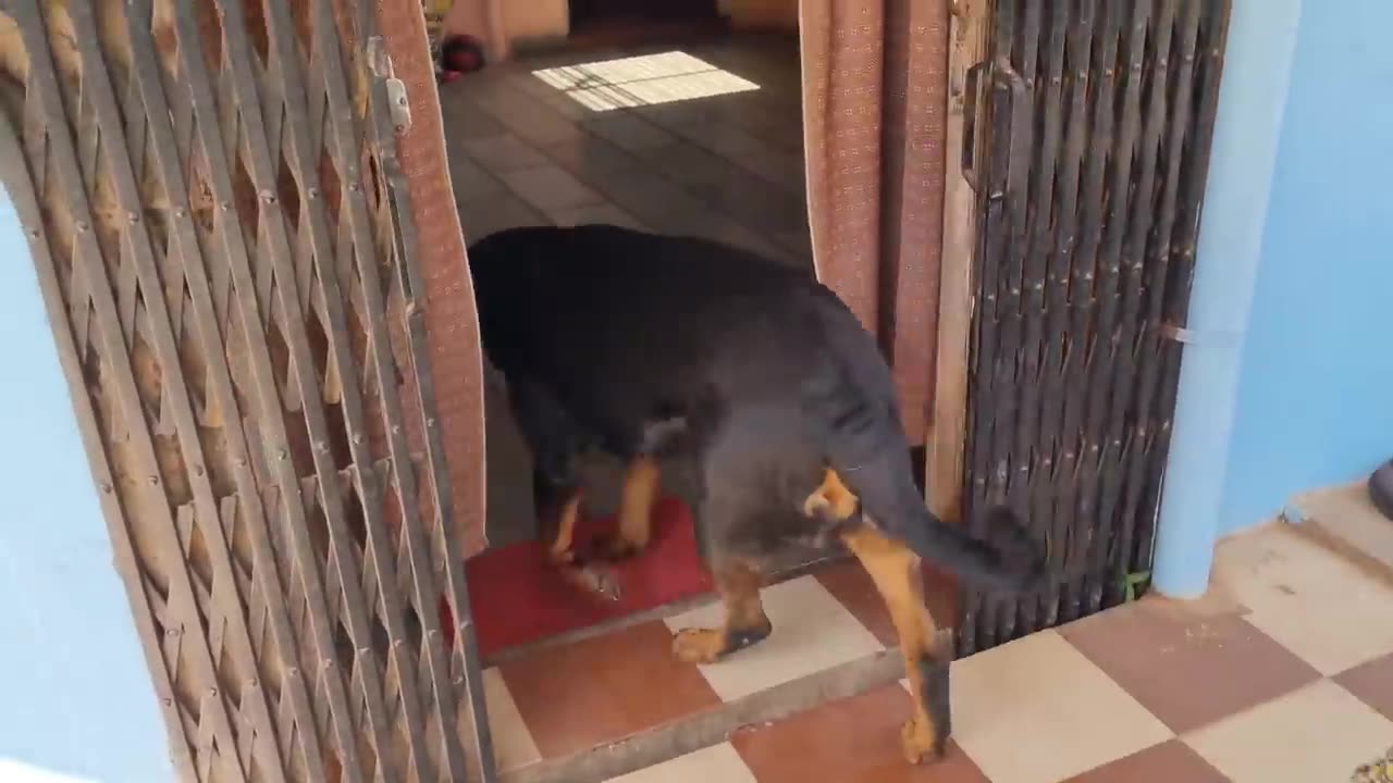 Jerry and Aaru are made for each other | Dog protecting baby