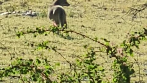 Coyote in the back yard