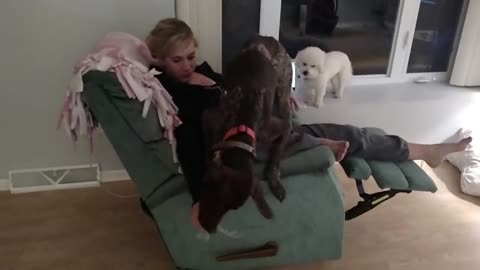 fanny dog video .dog fighting