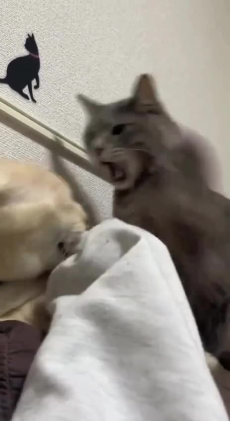 Body guard jumps into action 🤣