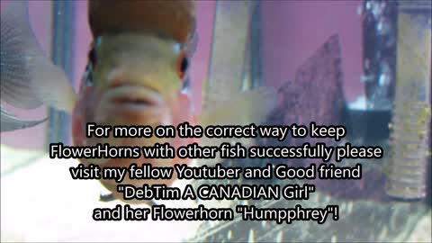 🐠 very smart😎 and very 🙋‍♀butiyfull 🐠