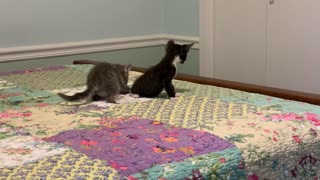 Kittens Romping on bed.