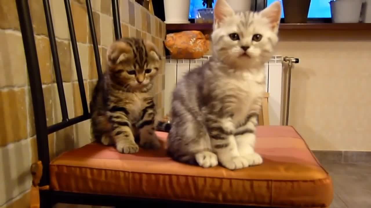 Funny Cats and Kittens Meowing Compilation Ep.04