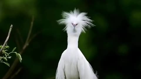A Peaceful Snowy Egret #shorts #viral #shortsvideo #video
