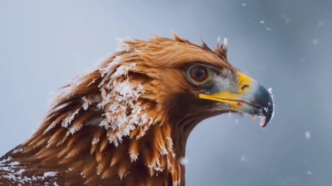 very nice wildlife