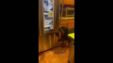 Smart pup knows how to close the fridge on command