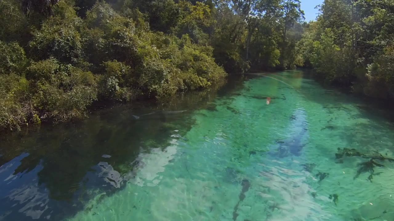 Dolphin Swims Under Portable Boat