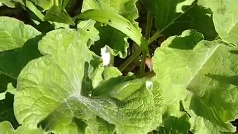 Pharmaceutical giants can't profit from dandelion!