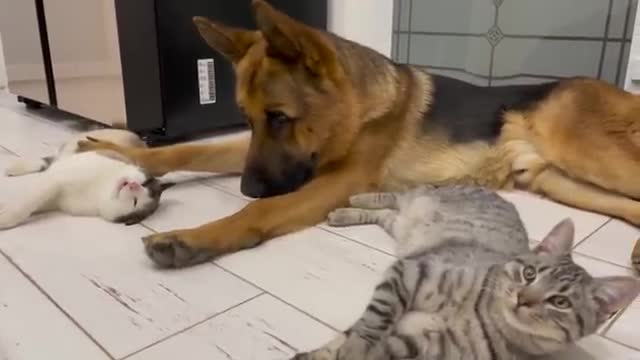 The German Shepherd is the Best Friend for Cats