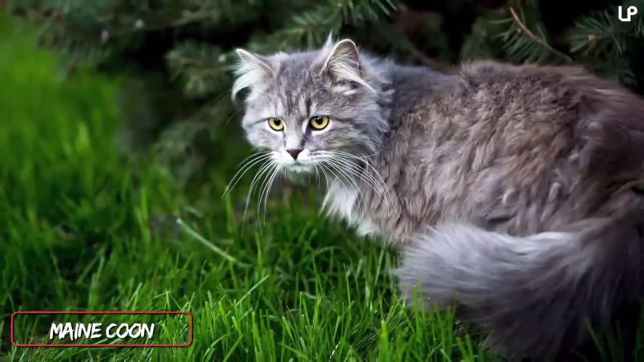 10 Biggest Cat Breeds