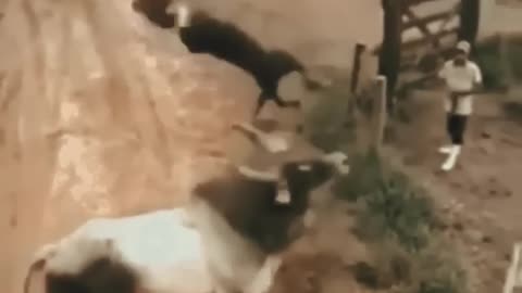 Funny videos dog & cow