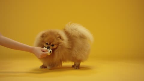 CUTE and FUNNY Munchkin Cats!