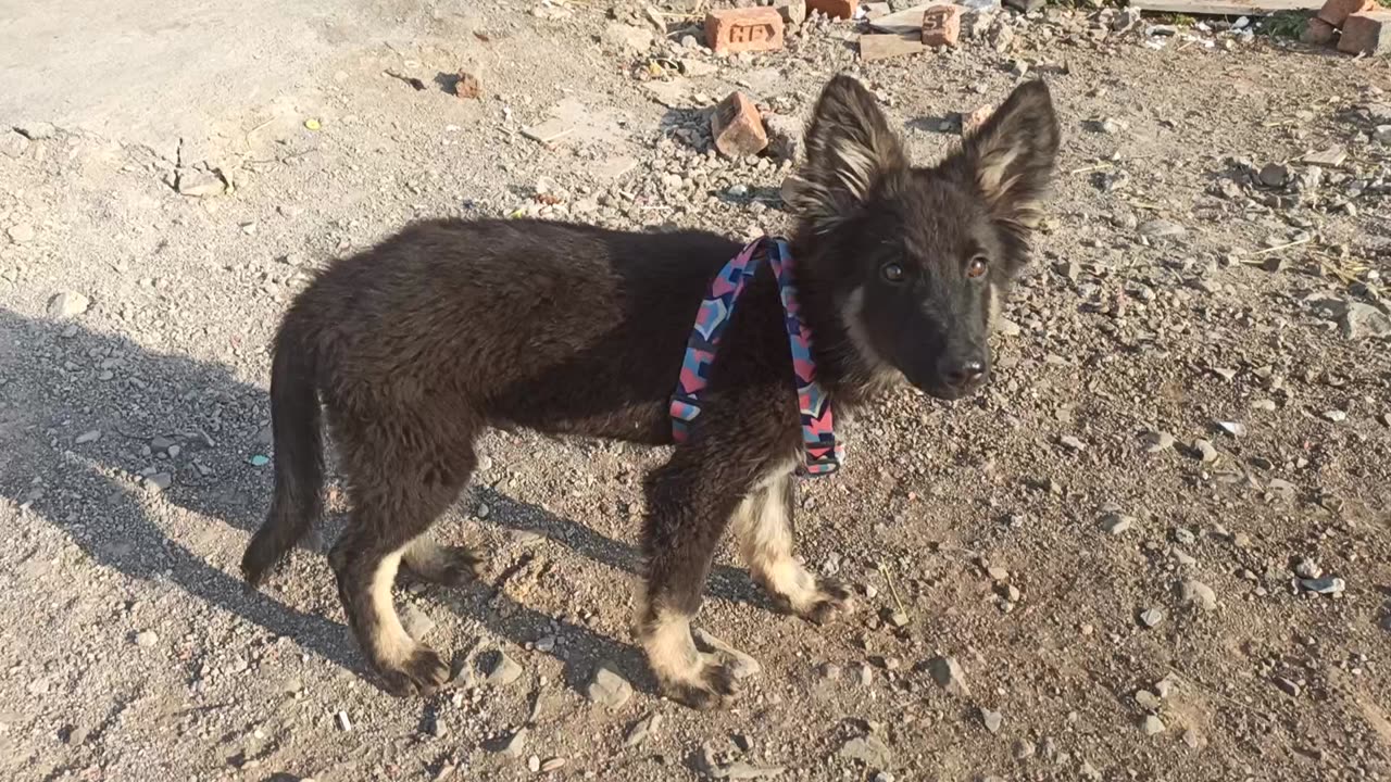 Gabbar the German Shepherd dog puppy