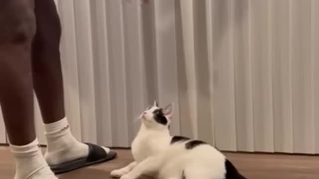 Intelligent Cat Knows All Tricks ll petastic