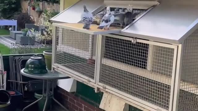 Pigeons trapping 2021 #pigeon #racingpigeons