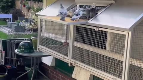 Pigeons trapping 2021 #pigeon #racingpigeons