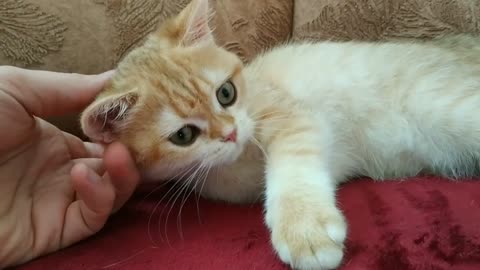 I Love You, Mommy! ❣️ Cute British Shorthair kitten