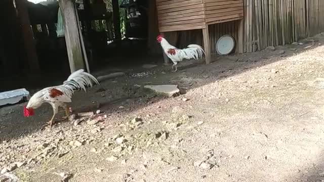 Ayam jago lagi cari pasangannya part 1