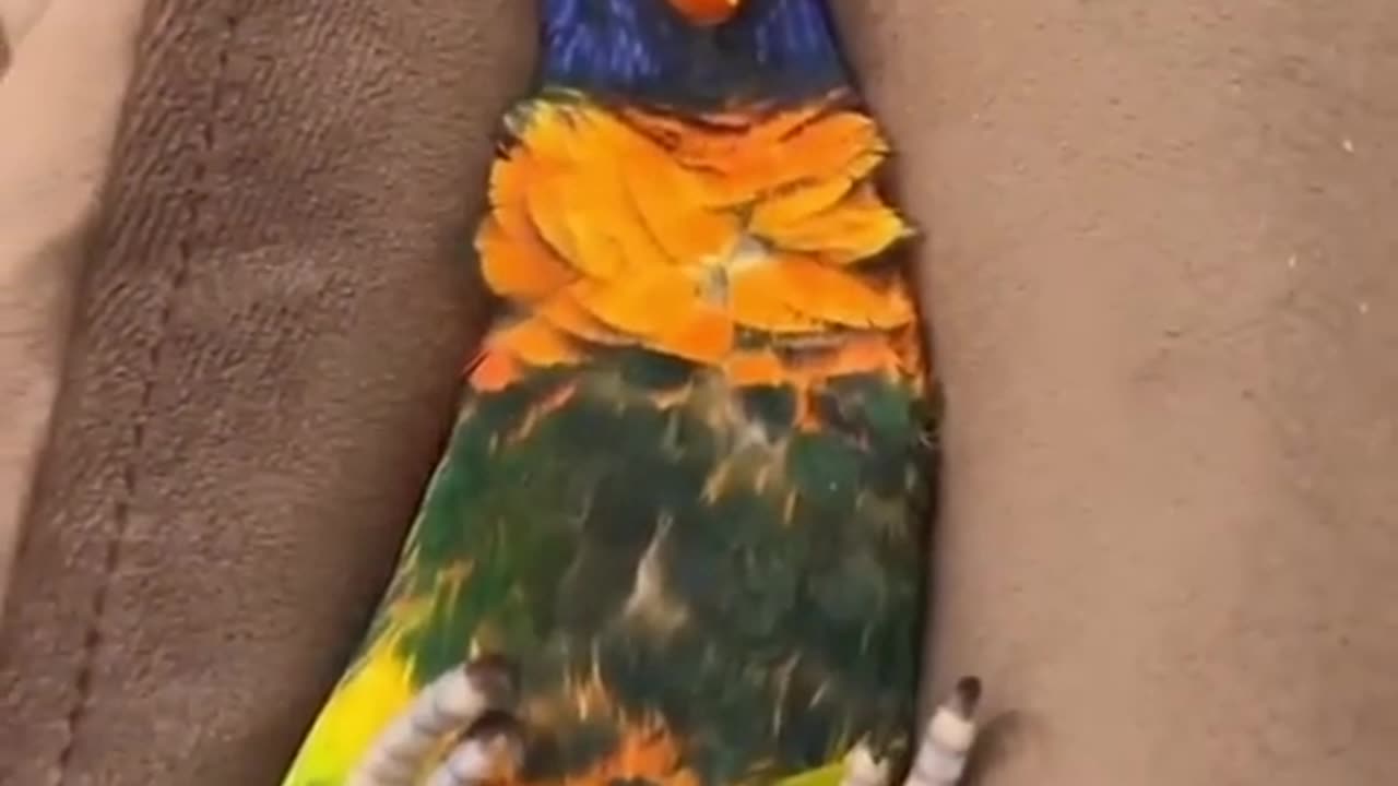 How wicked is this bird?