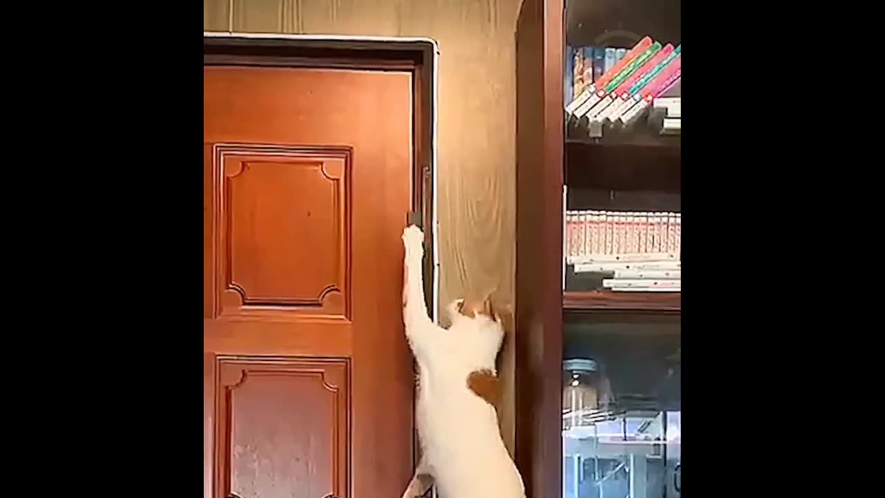 Cat with 200 IQ 🐈🐈😺😺