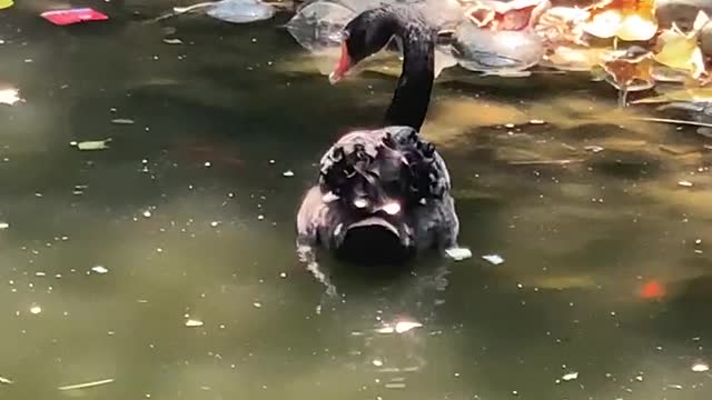 Goose on shore