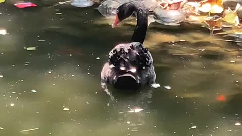 Goose on shore