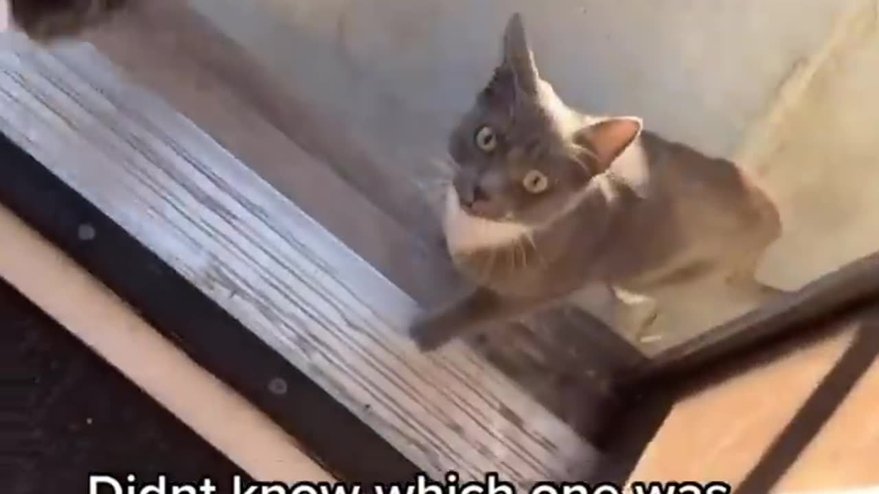 Cats doing funny things compilation cats being...... Cats