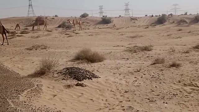 Dubai camel