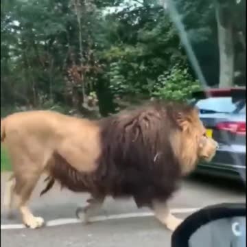 the king surveying his land, because one day it....