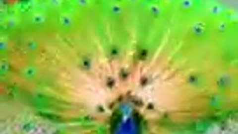 Wild Animals Video - Peacock Video