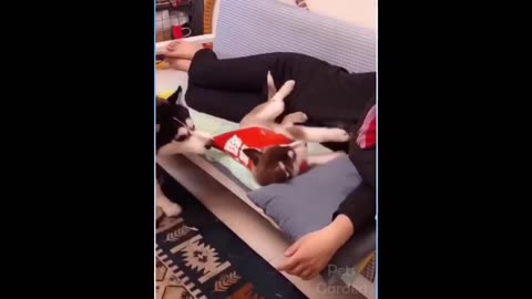 Best Funny Animal Videos Of 2024