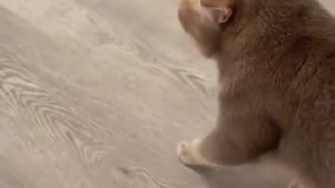 Cute 🥰 Cat || funny Cat funny videos|| 🐈 Cat 😺😺 walking style || Cat meaow