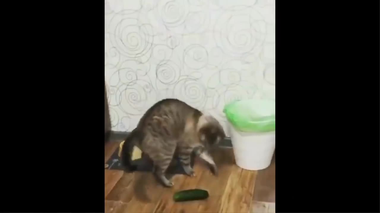 Cat 😺 funny moments