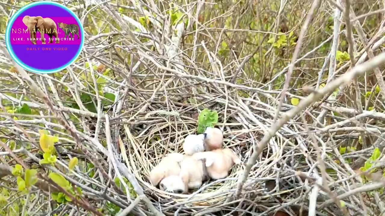 After Feeding The Baby, The Mother Bird Has To Clean The Baby's Feathers