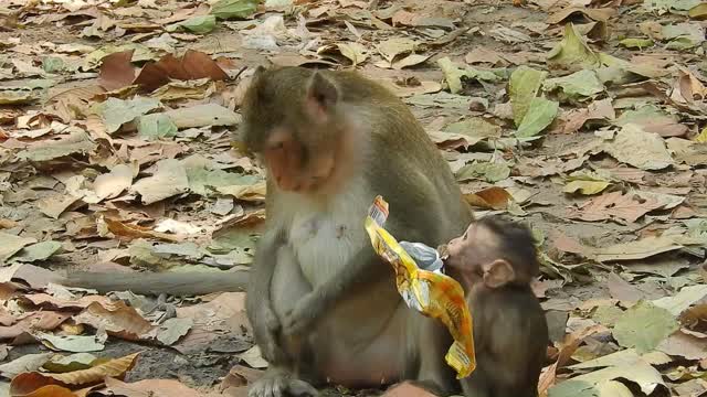 Funny animals# Funny Monkey babies - Playing like Little imps!#107# love animals.