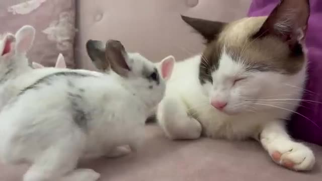 Baby Bunnies Wake Up a Sleeping and Lazy Cat