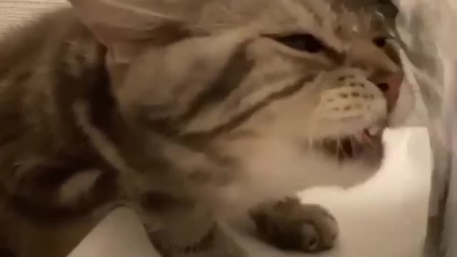 A cat swimming under water alone