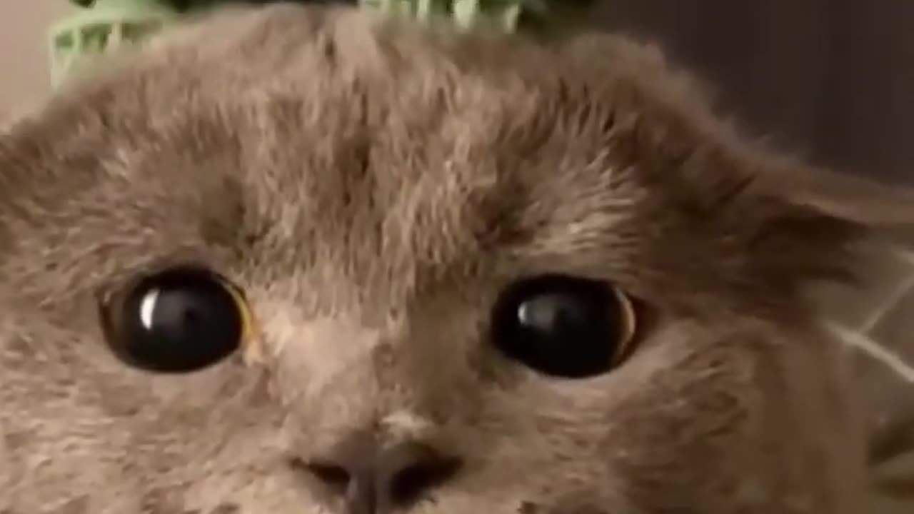Cute cat funny relax