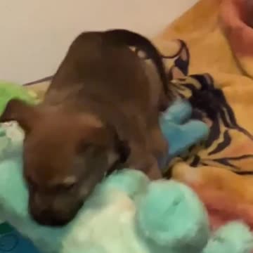 cute puppy playing